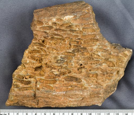 Genus sp