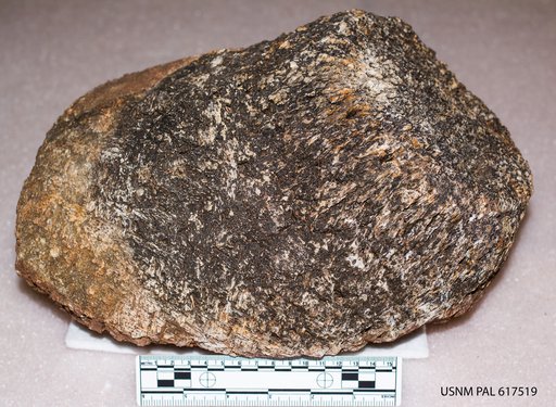 Genus sp