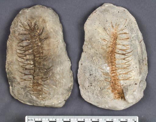 Myriacantherpestes hystricosus (Scudder, 1890)