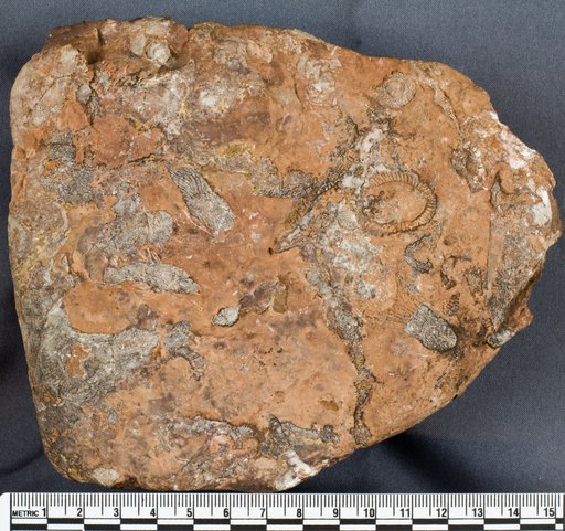Archaeocyathus sp