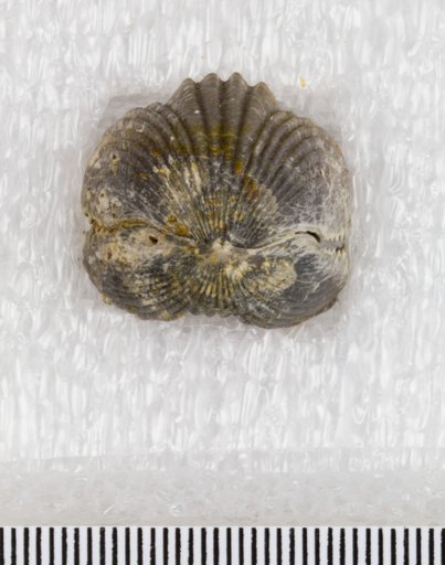 Lepidocyclus cooperi Howe