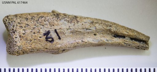 Genus sp