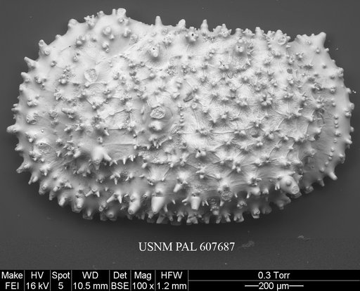 Legitimocythere acanthoderma s.l. (Brady, 1880)