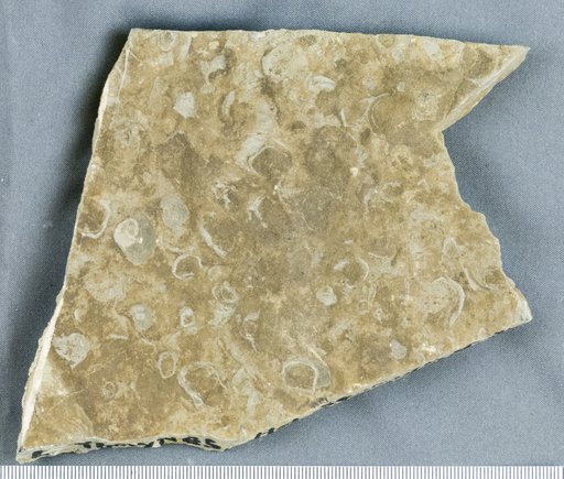 Claraia sp