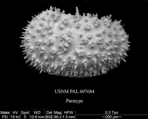 Legitimocythere tomi Yasuhara et al., 2015