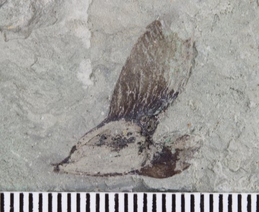 Manifera talaris