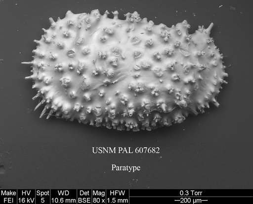 Legitimocythere tomi Yasuhara et al., 2015