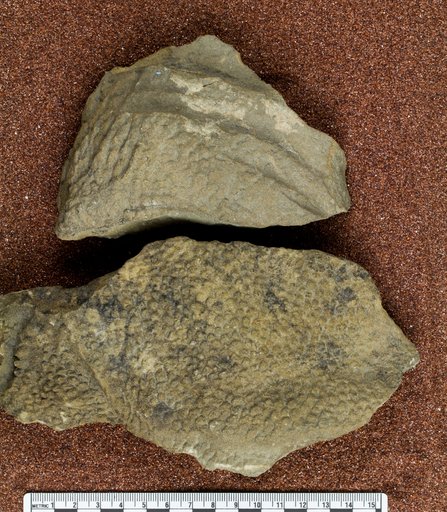 Genus sp