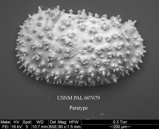 Legitimocythere tomi Yasuhara et al., 2015