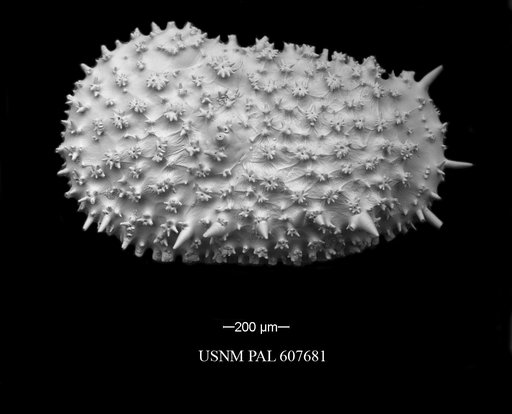 Legitimocythere acanthoderma s.l. (Brady, 1880)