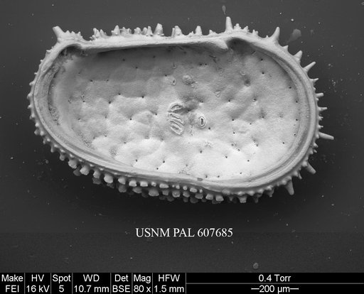 Legitimocythere acanthoderma s.l. (Brady, 1880)