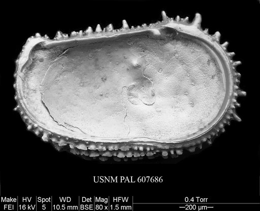 Legitimocythere acanthoderma s.l. (Brady, 1880)