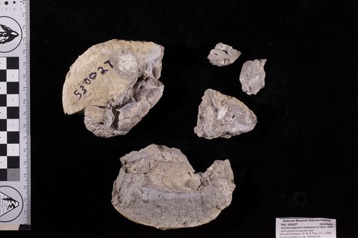 Eryma jungostrix Feldmann & Titus, 2006