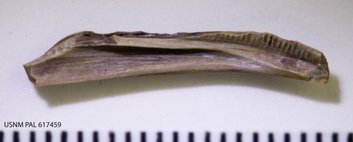 Scapherpeton tectum Cope