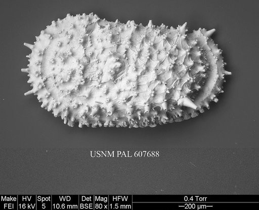 Legitimocythere acanthoderma s.l. (Brady, 1880)