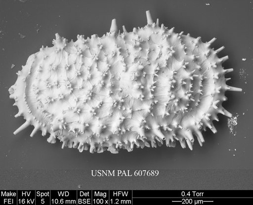 Legitimocythere acanthoderma s.l. (Brady, 1880)