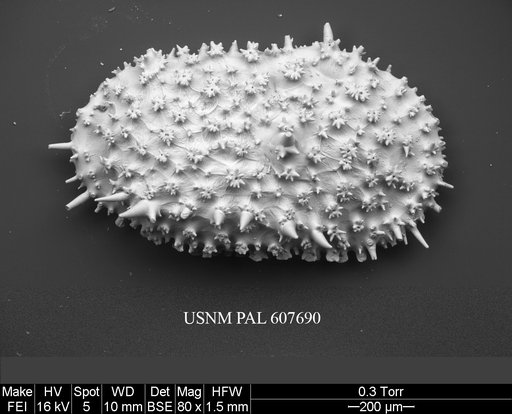 Legitimocythere acanthoderma s.l. (Brady, 1880)