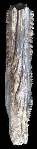 Genus indet. sp