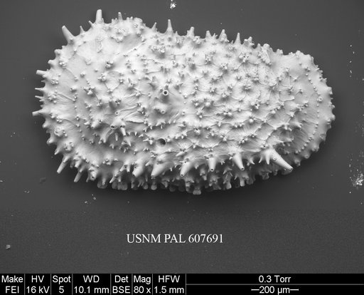 Legitimocythere acanthoderma s.l. (Brady, 1880)
