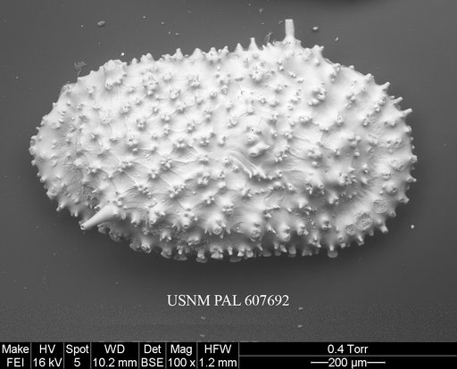 Legitimocythere acanthoderma s.l. (Brady, 1880)