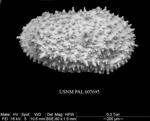Legitimocythere acanthoderma s.l. (Brady, 1880)