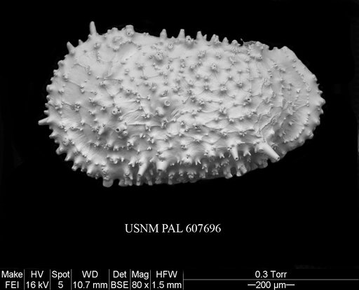 Legitimocythere acanthoderma s.l. (Brady, 1880)