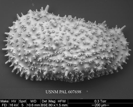 Legitimocythere acanthoderma s.l. (Brady, 1880)