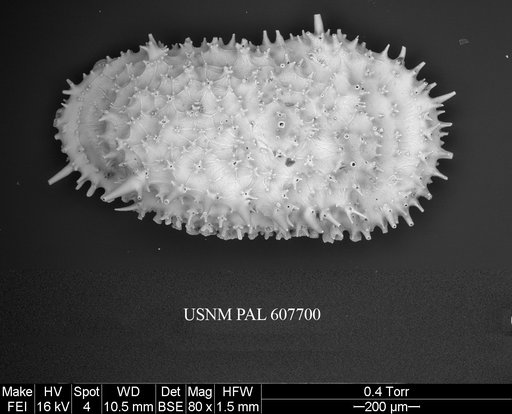 Legitimocythere acanthoderma s.l. (Brady, 1880)