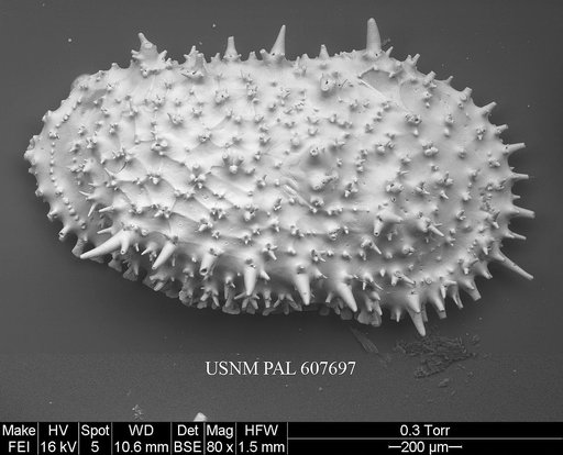 Legitimocythere acanthoderma s.l. (Brady, 1880)