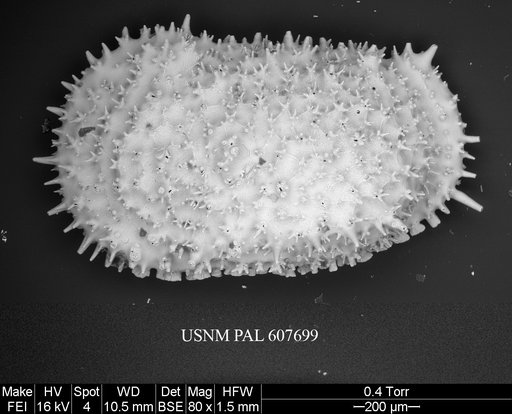 Legitimocythere acanthoderma s.l. (Brady, 1880)