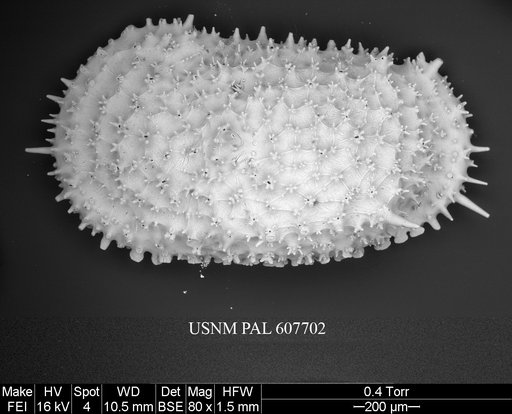 Legitimocythere acanthoderma s.l. (Brady, 1880)
