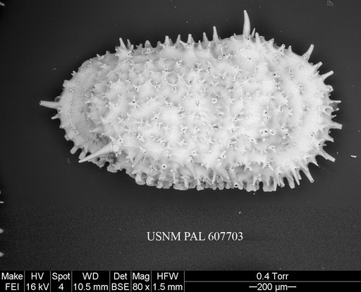 Legitimocythere acanthoderma s.l. (Brady, 1880)