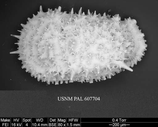 Legitimocythere acanthoderma s.l. (Brady, 1880)
