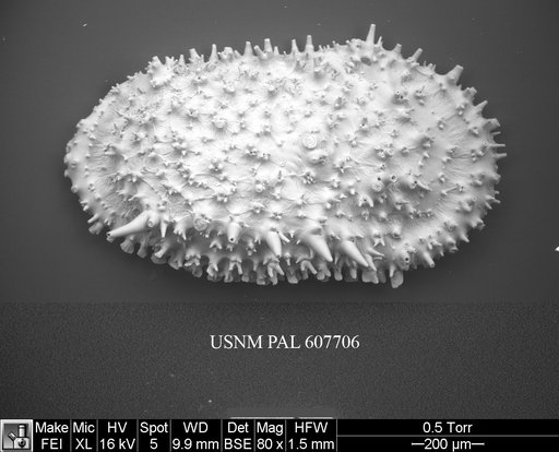 Legitimocythere acanthoderma s.l. (Brady, 1880)
