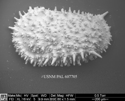 Legitimocythere acanthoderma s.l. (Brady, 1880)