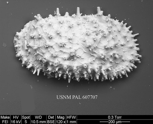 Cythereis sp. 12 Yasuhara et al., 2015