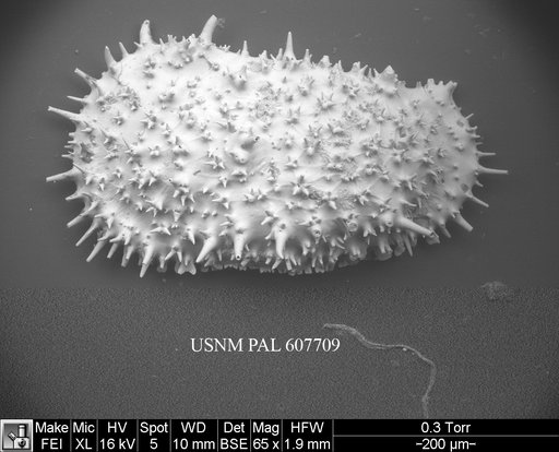 Legitimocythere acanthoderma s.l. (Brady, 1880)