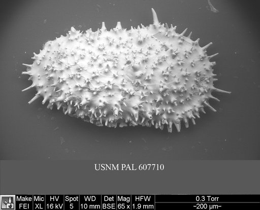 Legitimocythere acanthoderma s.l. (Brady, 1880)
