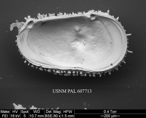 Legitimocythere acanthoderma s.l. (Brady, 1880)