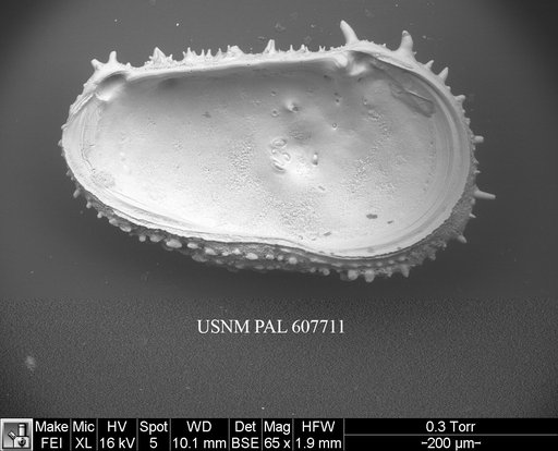 Legitimocythere acanthoderma s.l. (Brady, 1880)
