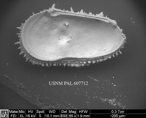Legitimocythere acanthoderma s.l. (Brady, 1880)