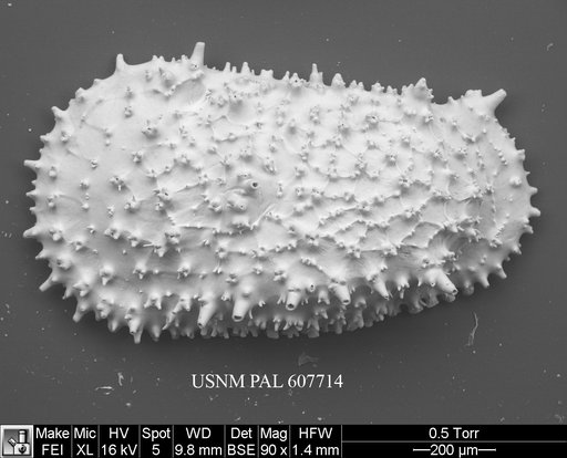 Legitimocythere acanthoderma s.l. (Brady, 1880)
