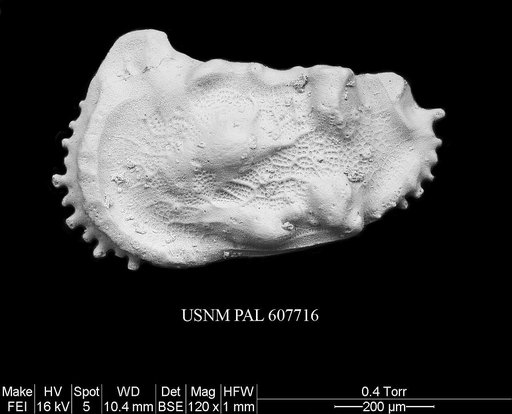 Herrigocythere cretacea (Benson, 1977)