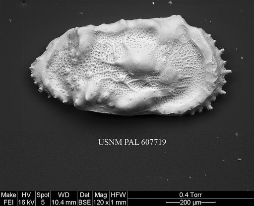 Herrigocythere cretacea (Benson, 1977)