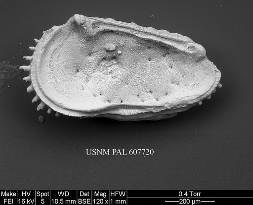 Herrigocythere cretacea (Benson, 1977)