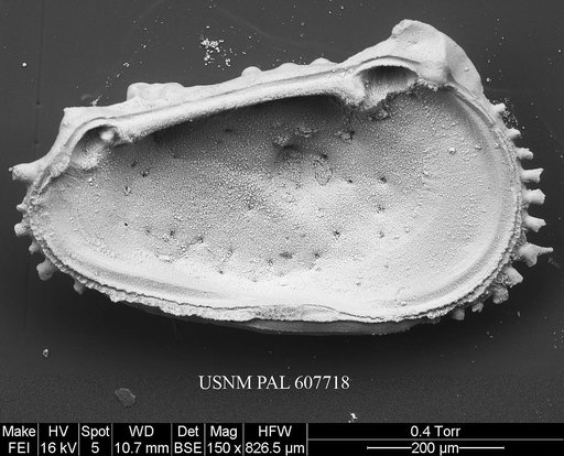 Herrigocythere cretacea (Benson, 1977)