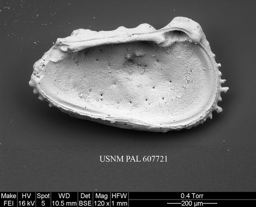 Herrigocythere cretacea (Benson, 1977)