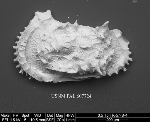 Herrigocythere sp. 1 Yasuhara et al., 2015