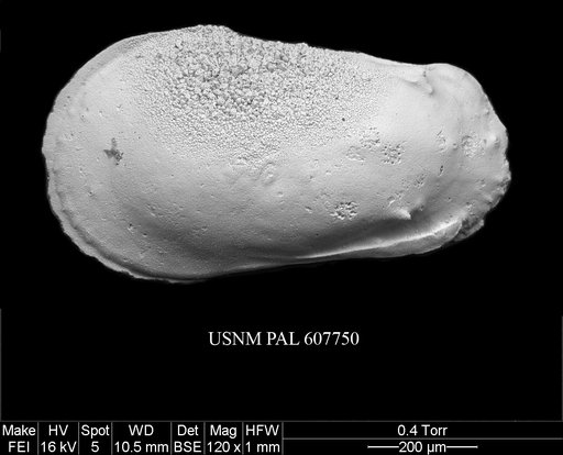 Phacorhabdotus sp. 1 Yasuhara et al., 2015