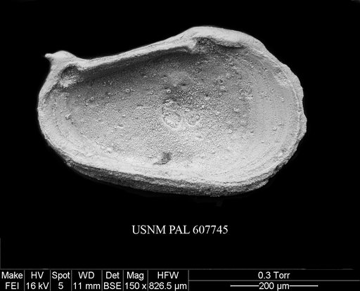 Phacorhabdotus anteronudus Coles & Whatley, 1989